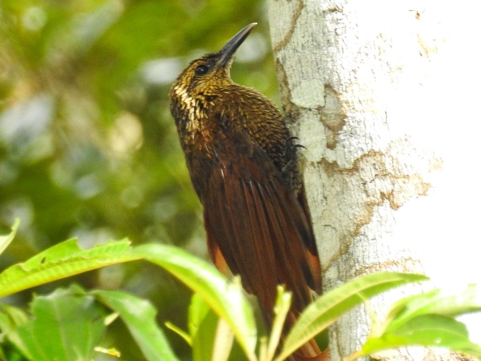 Black-banded Woodcreeper - ML627465206