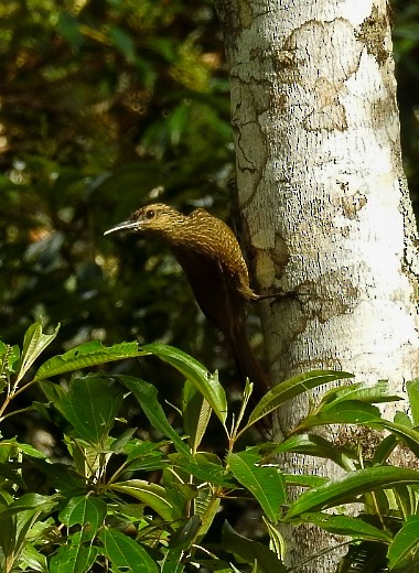 Black-banded Woodcreeper - ML627465207