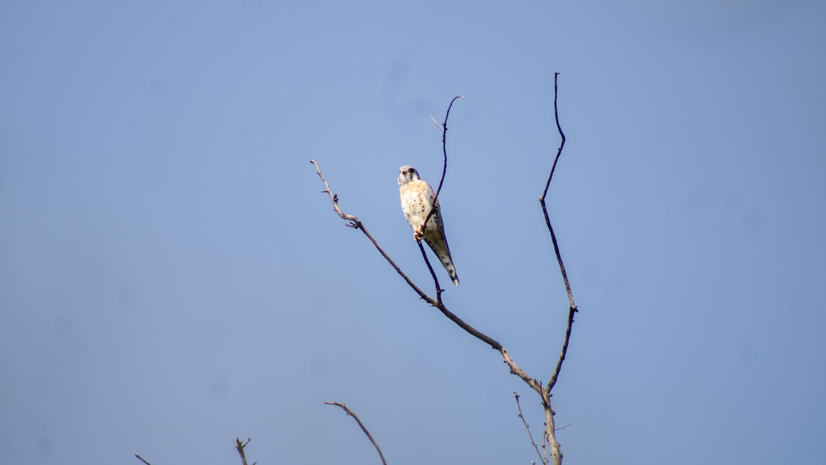 American Kestrel - ML627465212