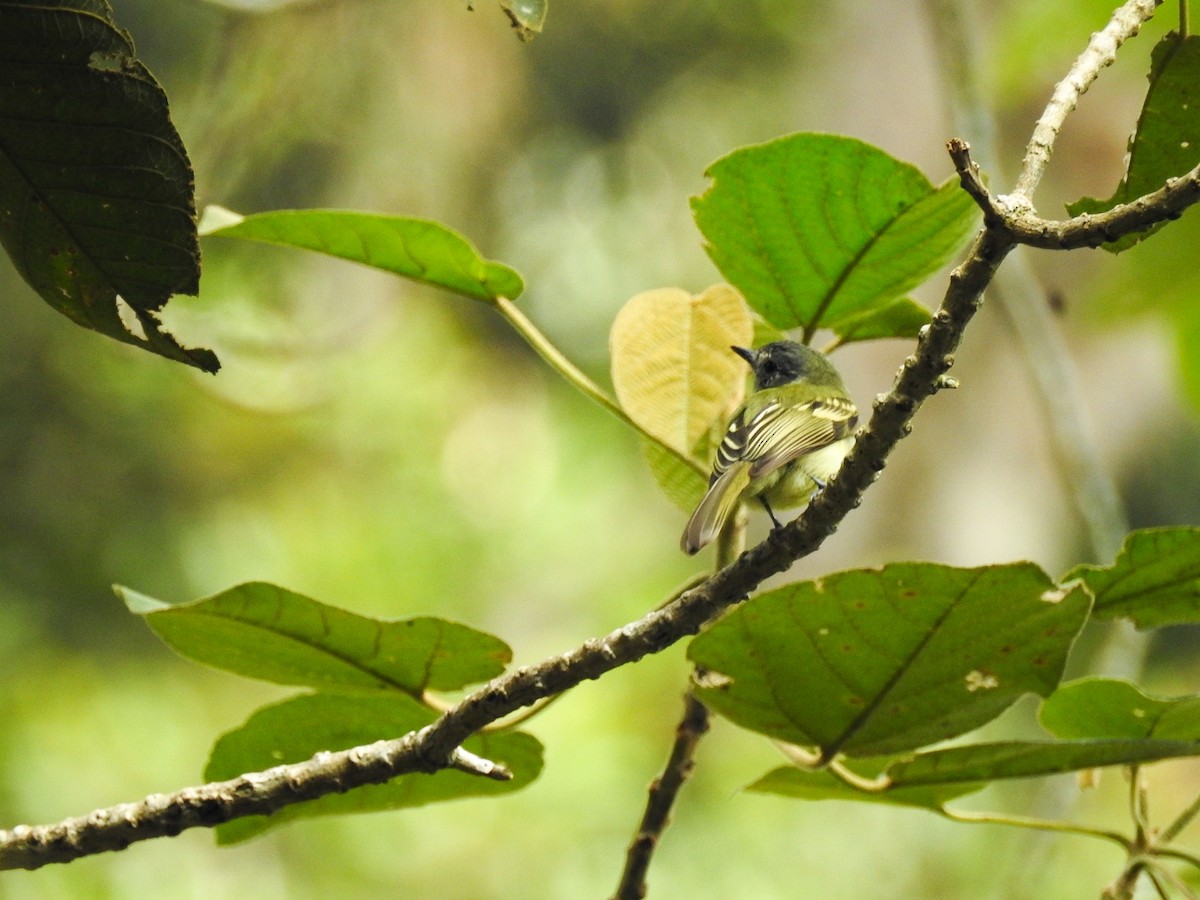 Slaty-capped Flycatcher - ML627465215
