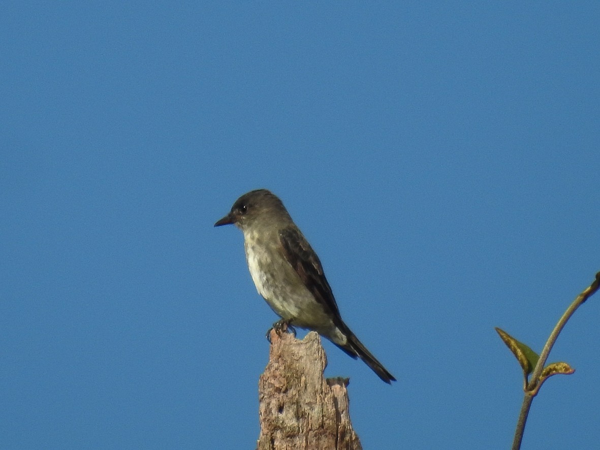 Eastern Wood-Pewee - ML627465220