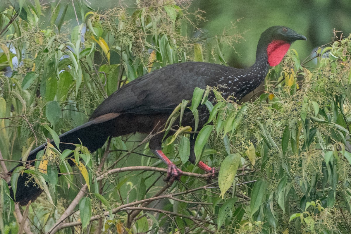 Crested Guan - ML627465266