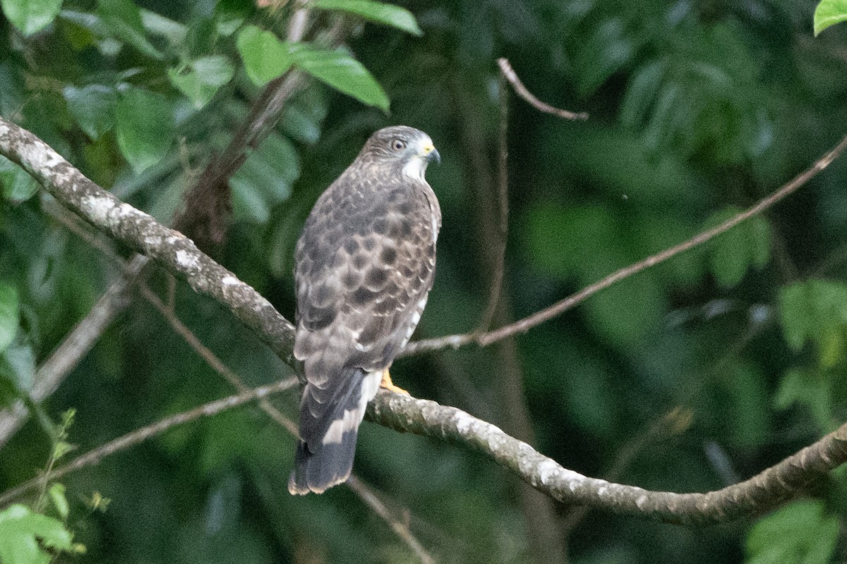 Broad-winged Hawk - ML627465273