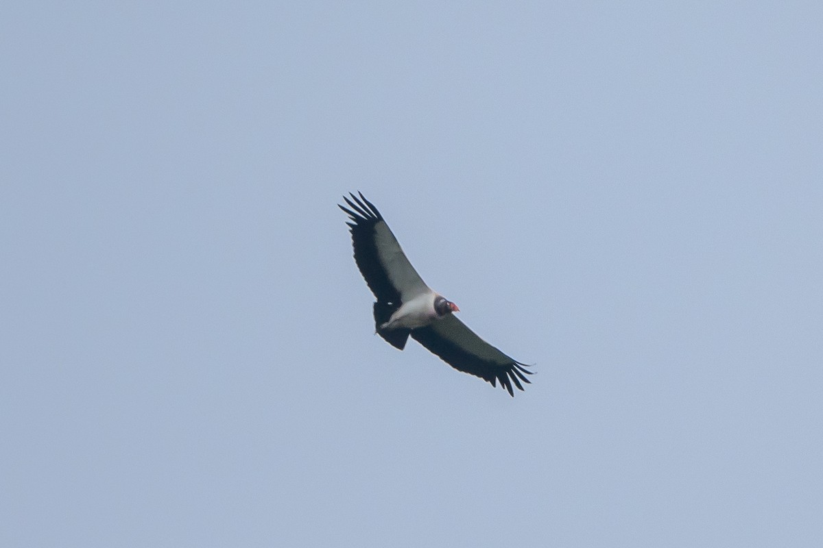 King Vulture - ML627465316