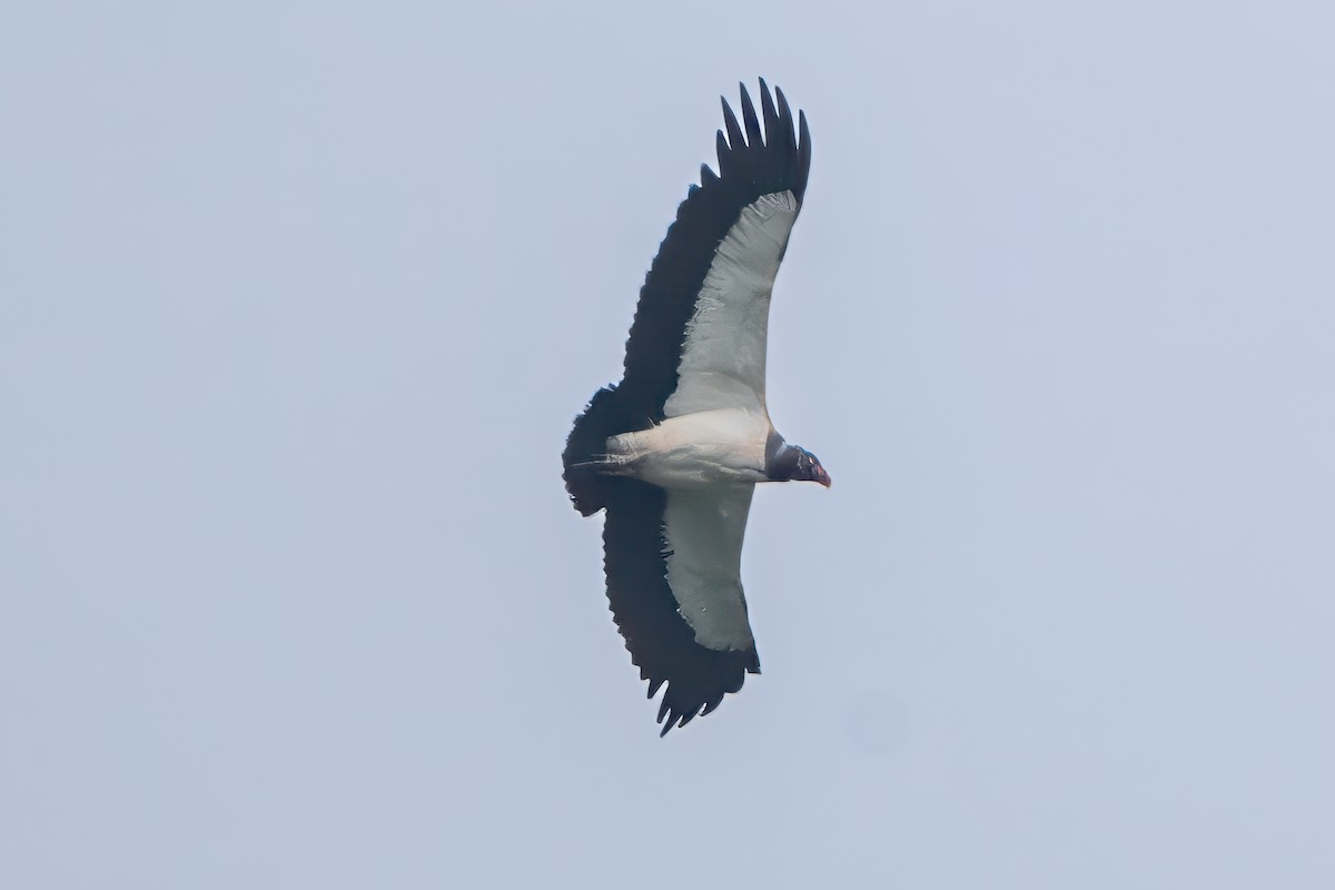 King Vulture - ML627465317