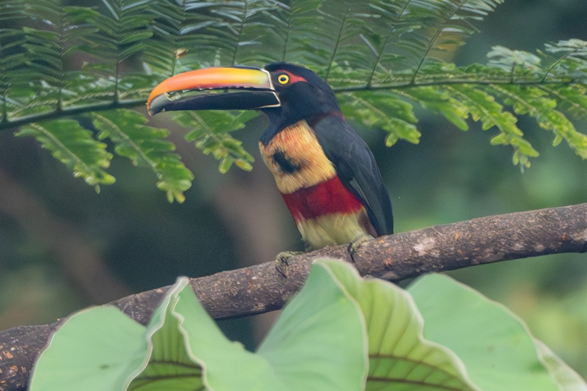 Fiery-billed Aracari - ML627465324