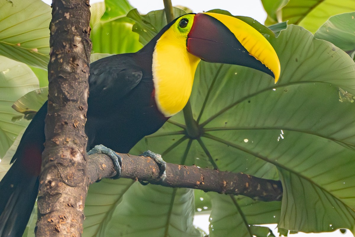 Yellow-throated Toucan - ML627465328