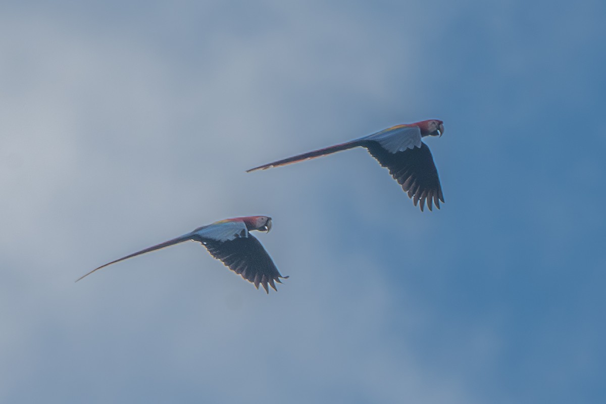 Scarlet Macaw - ML627465330