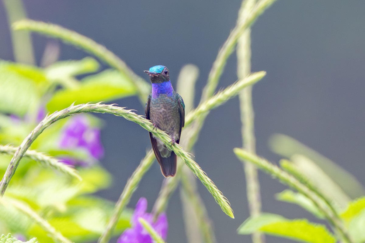 Charming Hummingbird - ML627465345