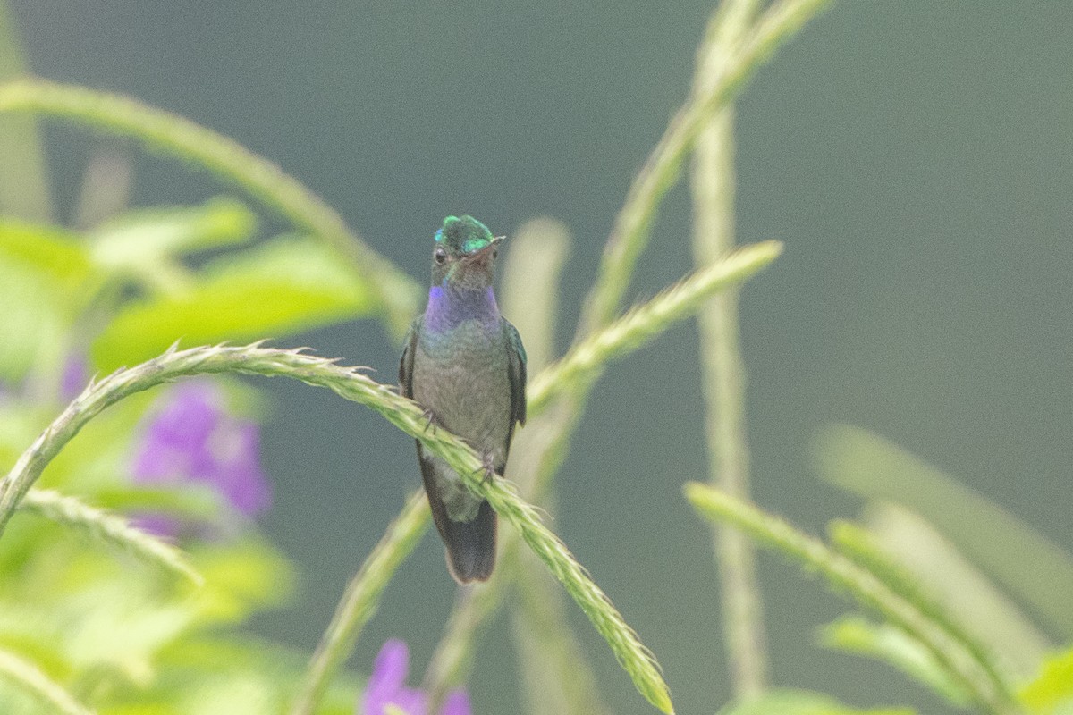 Charming Hummingbird - ML627465346