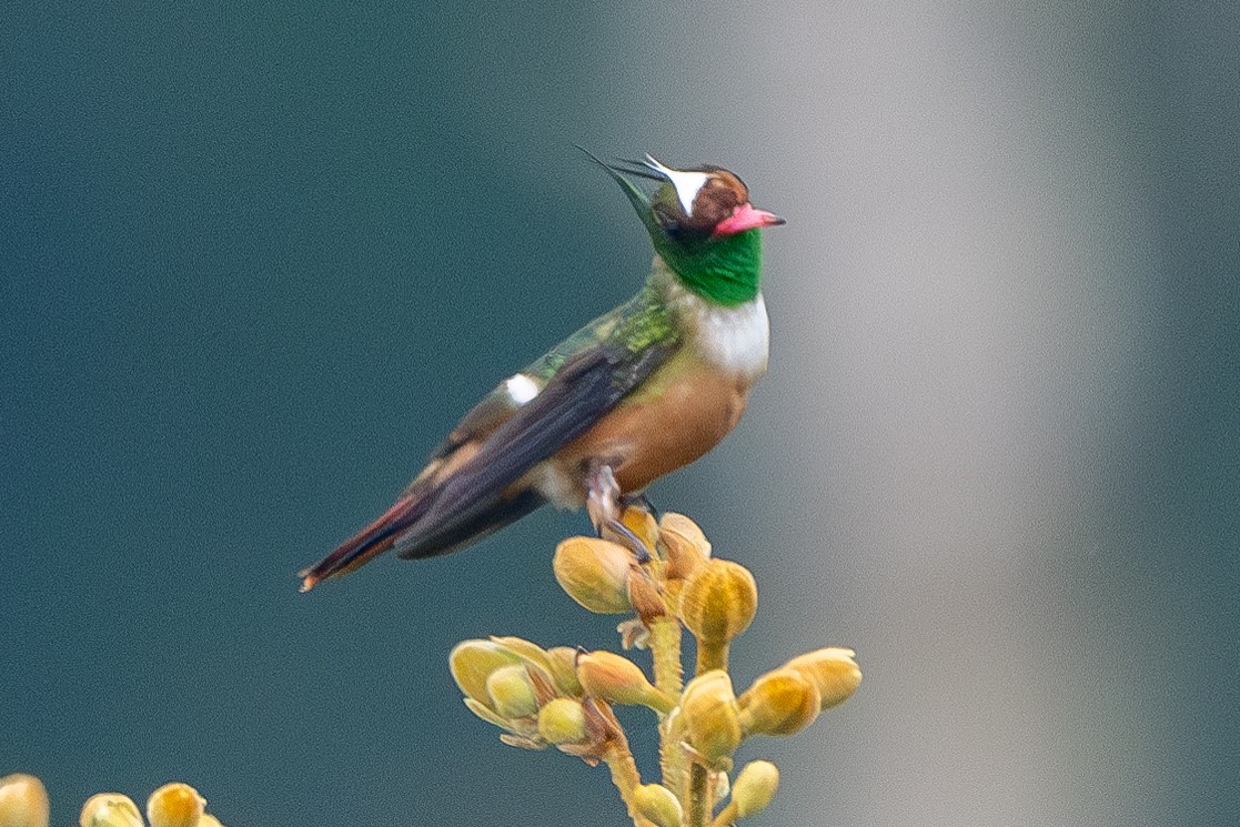 White-crested Coquette - ML627465350