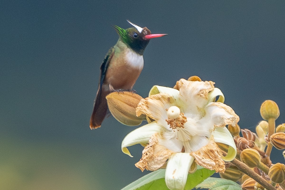 White-crested Coquette - ML627465351