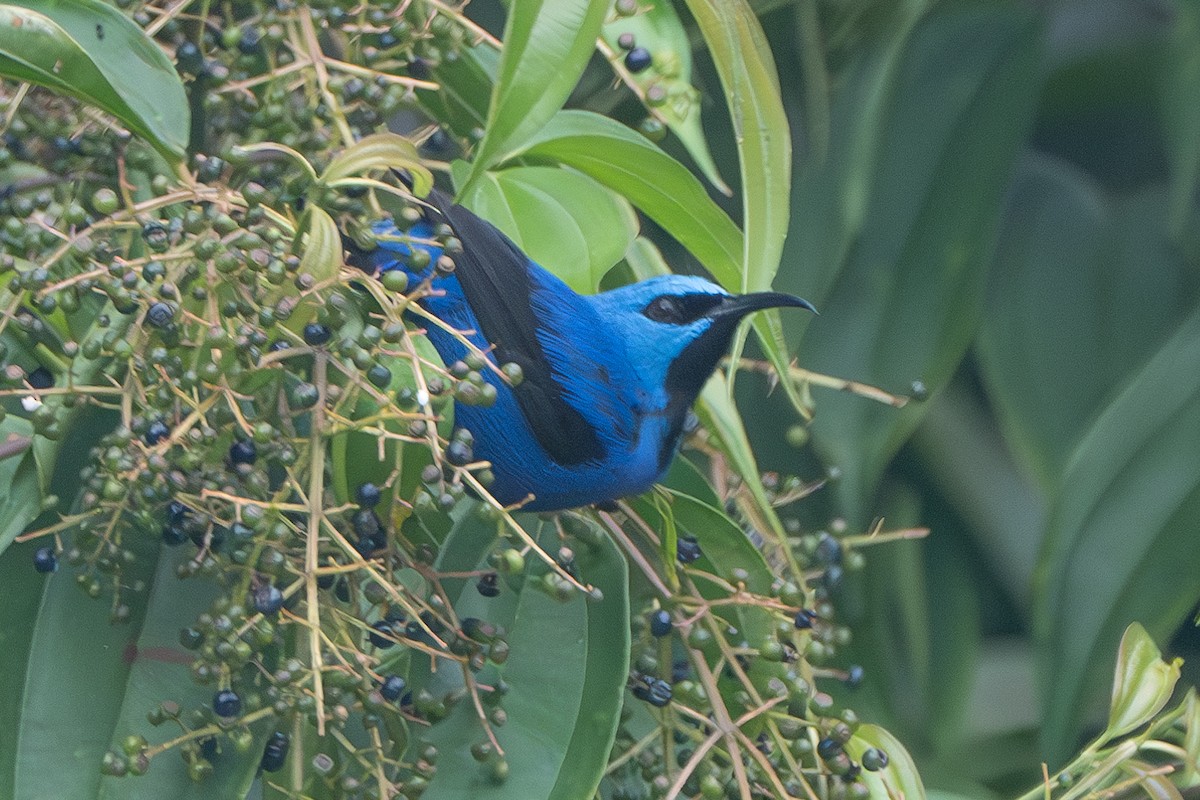 Shining Honeycreeper - ML627465371