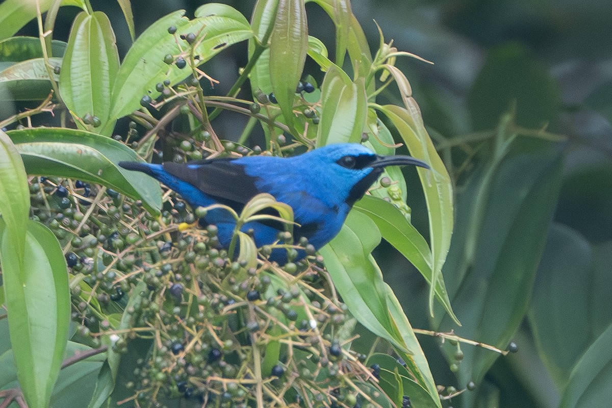 Shining Honeycreeper - ML627465372