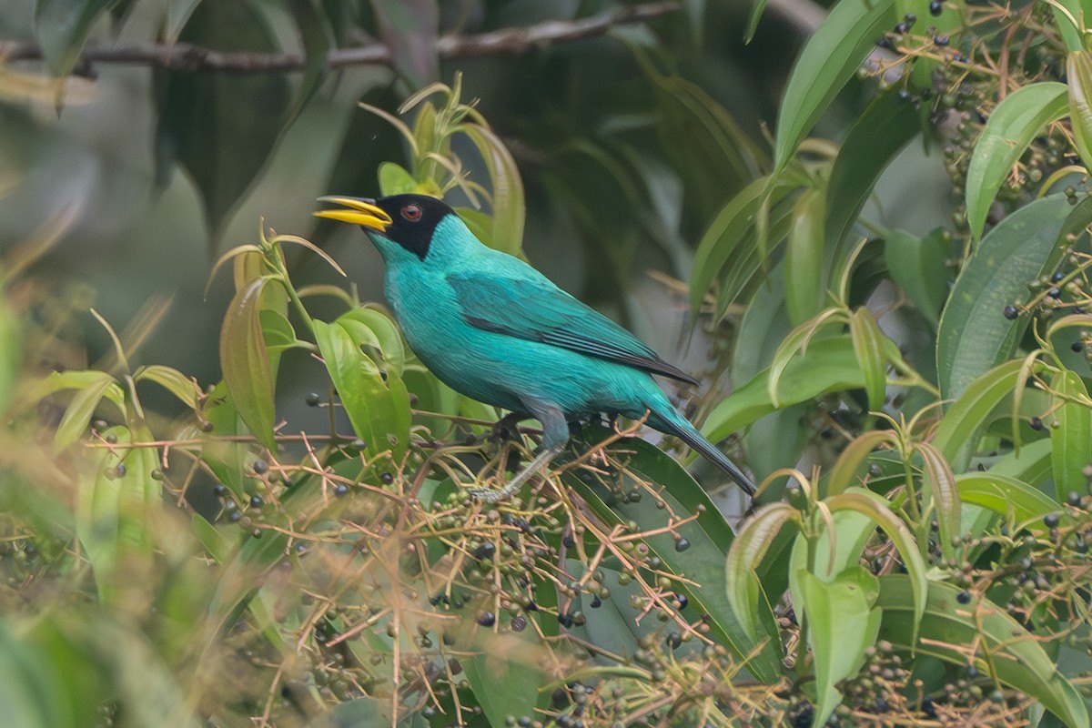 Green Honeycreeper - ML627465381