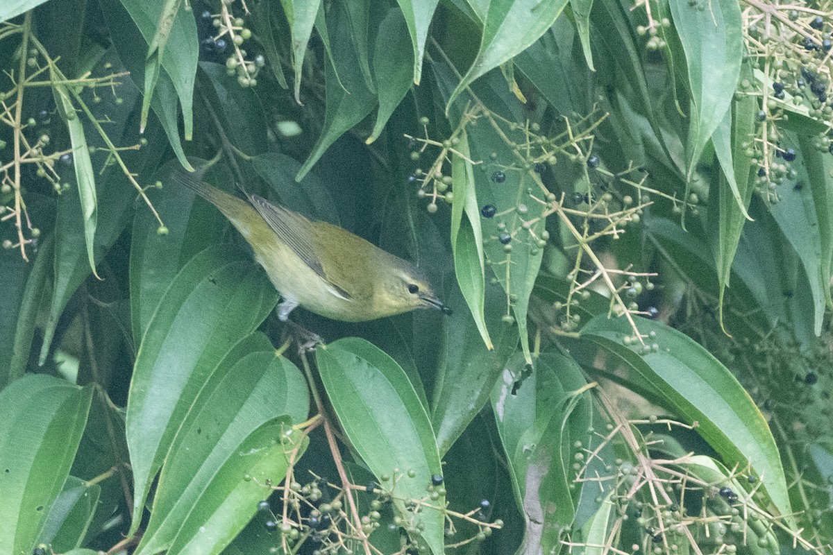 Tennessee Warbler - ML627465387