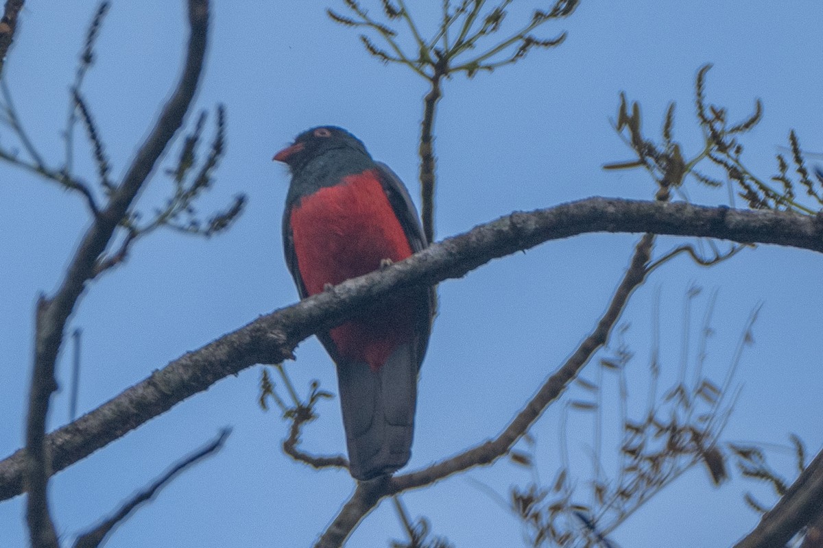 Slaty-tailed Trogon - ML627465401