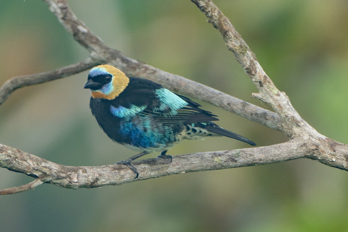 Golden-hooded Tanager - ML627465405