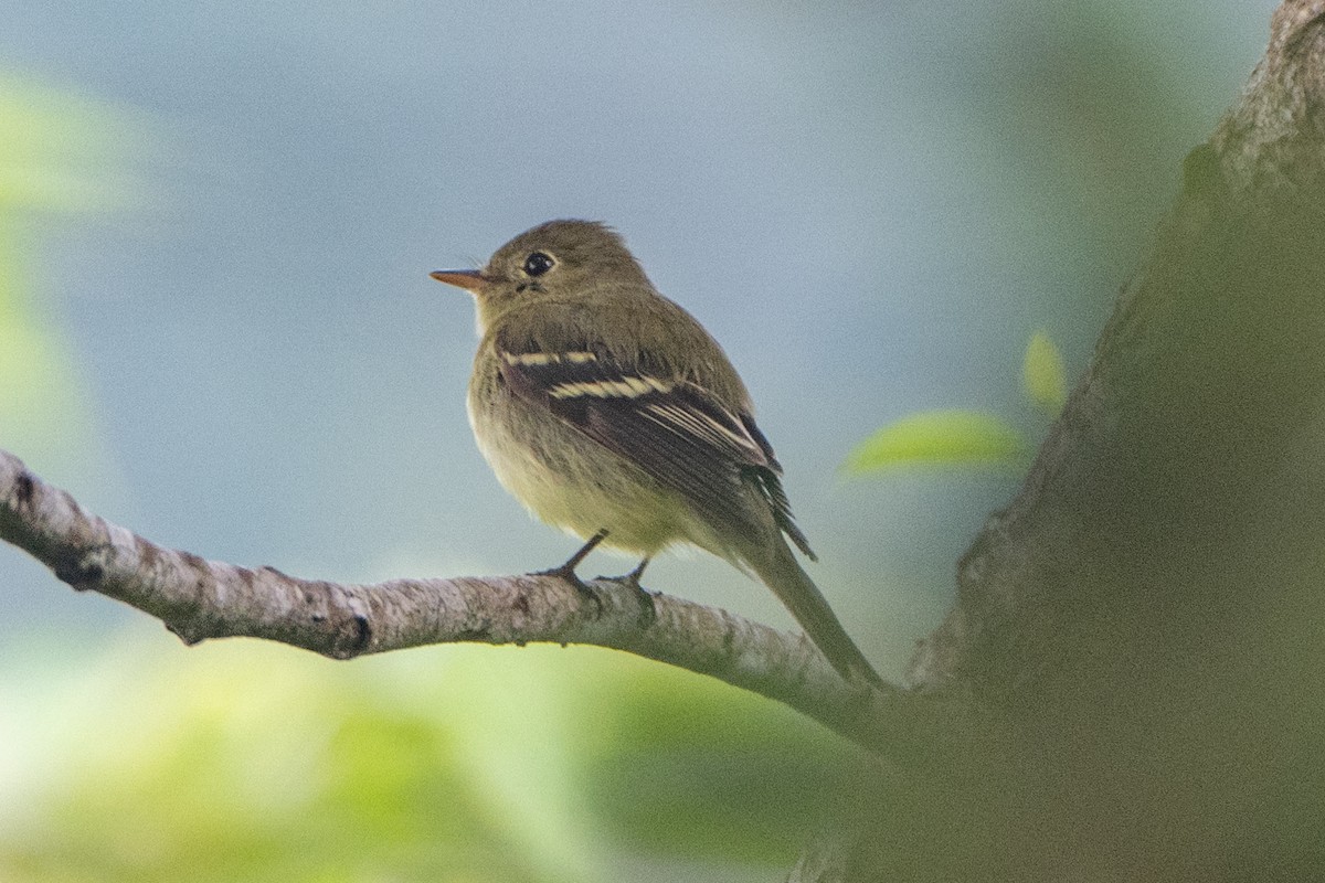 Yellow-bellied Flycatcher - ML627465449