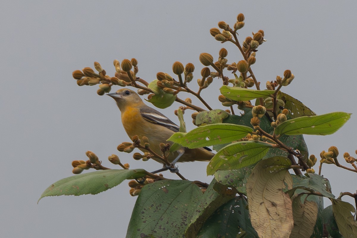 Baltimore Oriole - ML627465488