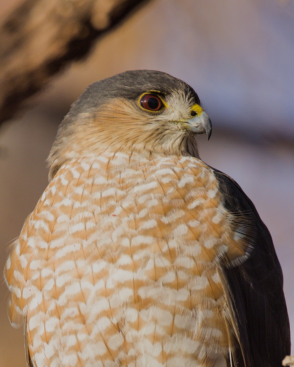 Sharp-shinned Hawk - ML627465628