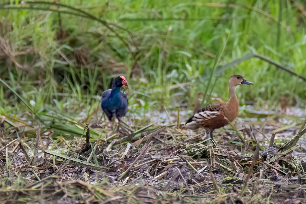 Black-backed Swamphen - ML627465643