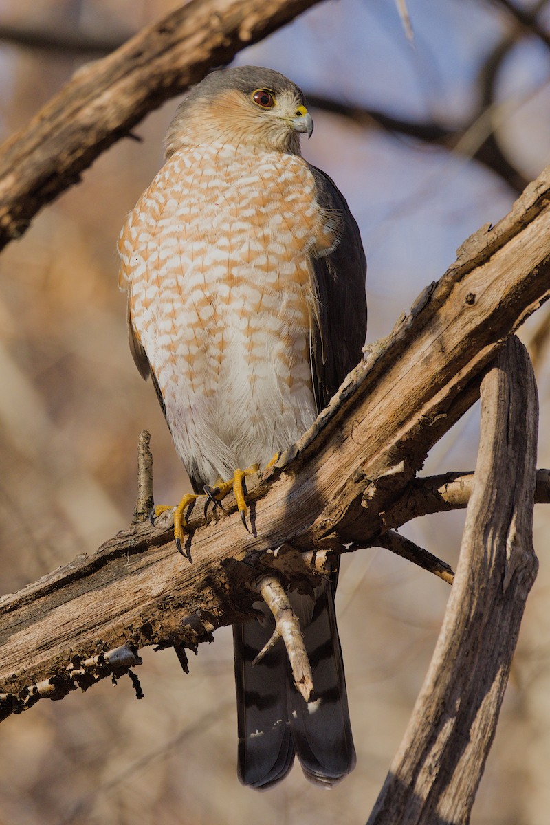 Sharp-shinned Hawk - ML627465658