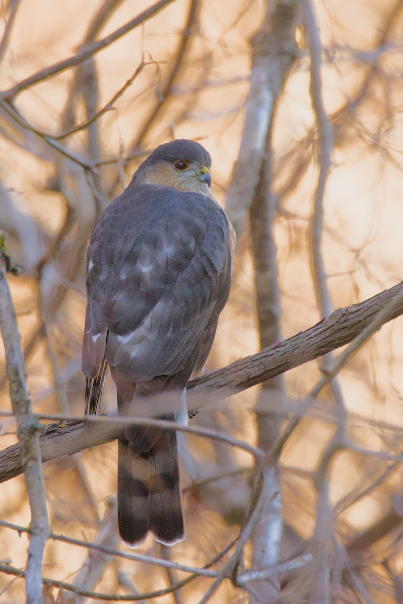 Sharp-shinned Hawk - ML627465667