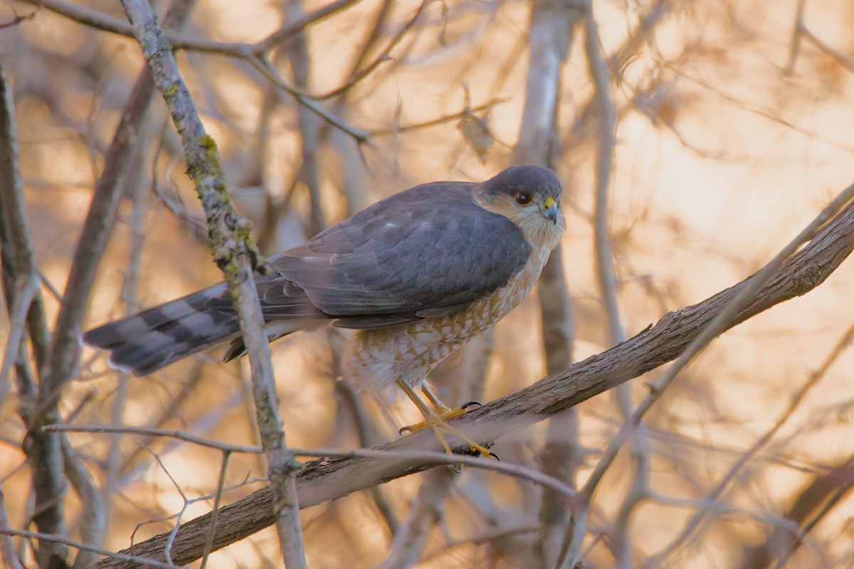 Sharp-shinned Hawk - ML627465676