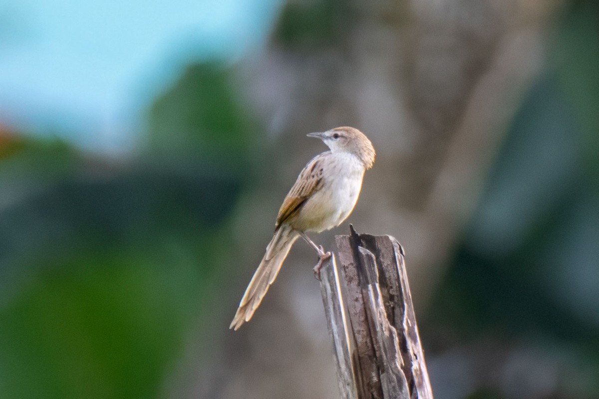 Striated Grassbird - ML627465735