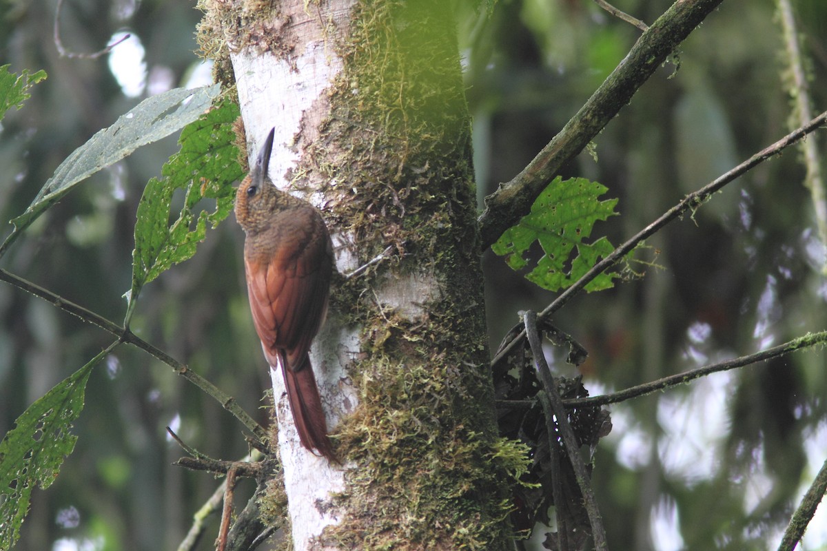 Northern Barred-Woodcreeper - ML627465834