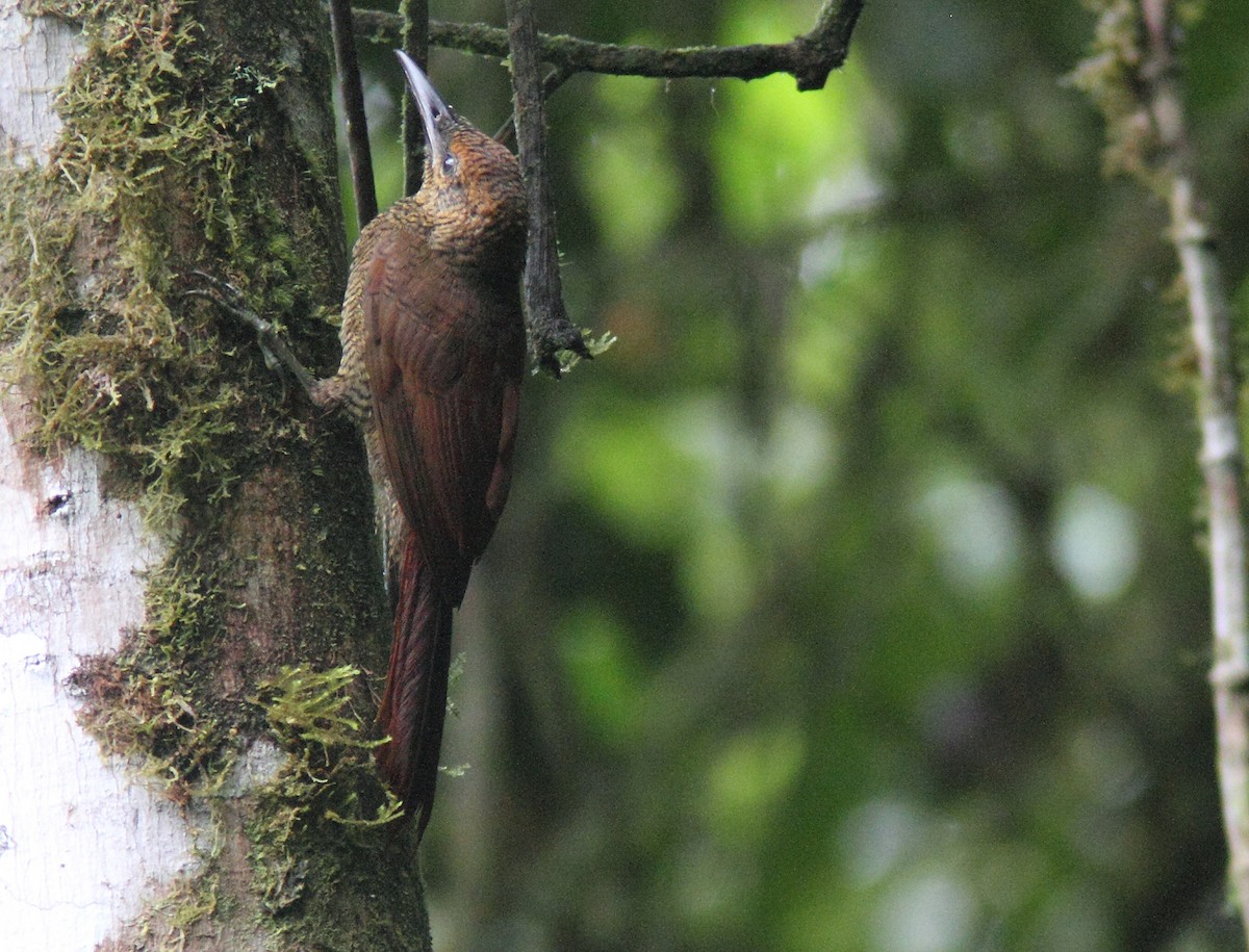 Northern Barred-Woodcreeper - ML627465835