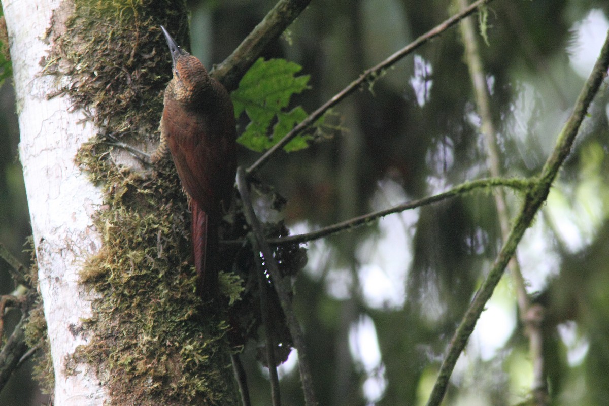 Northern Barred-Woodcreeper - ML627465840