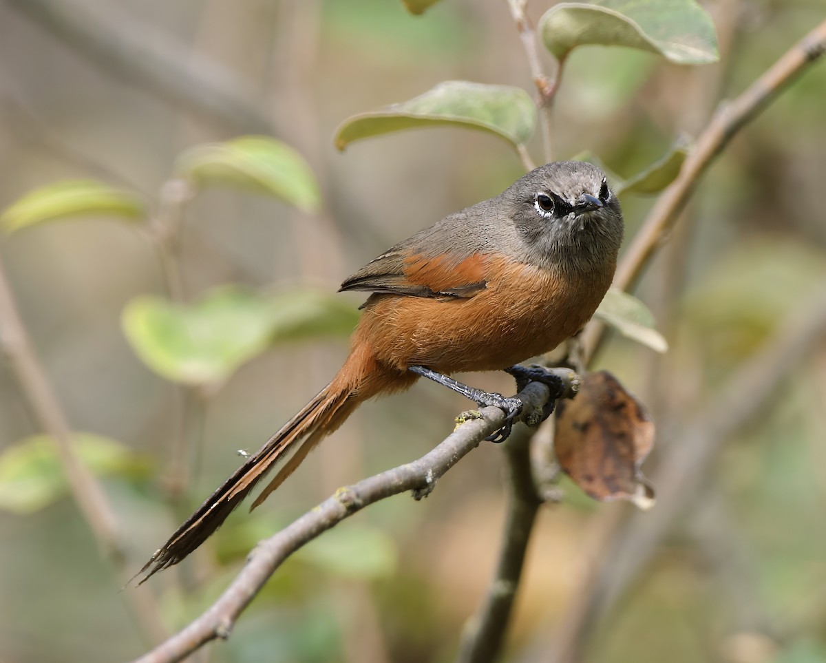 Russet-bellied Spinetail - ML627466003