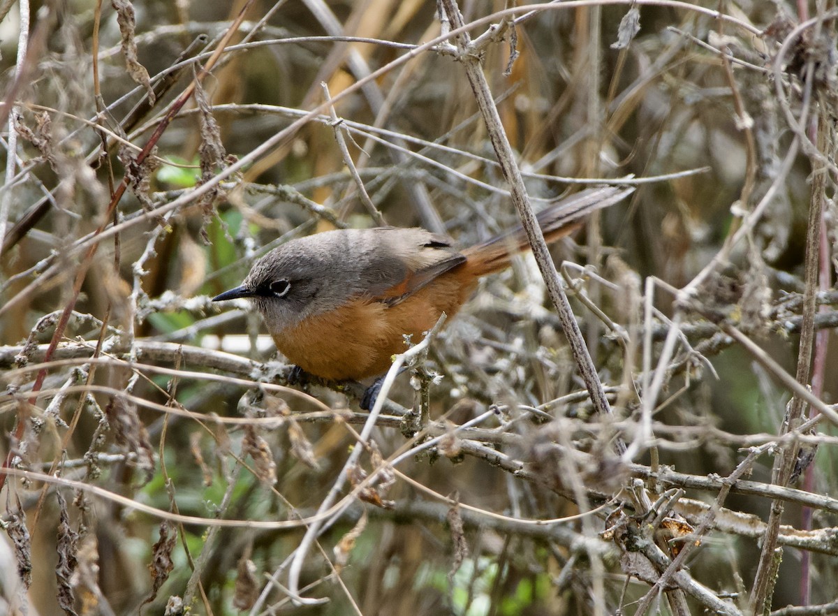 Russet-bellied Spinetail - ML627466004