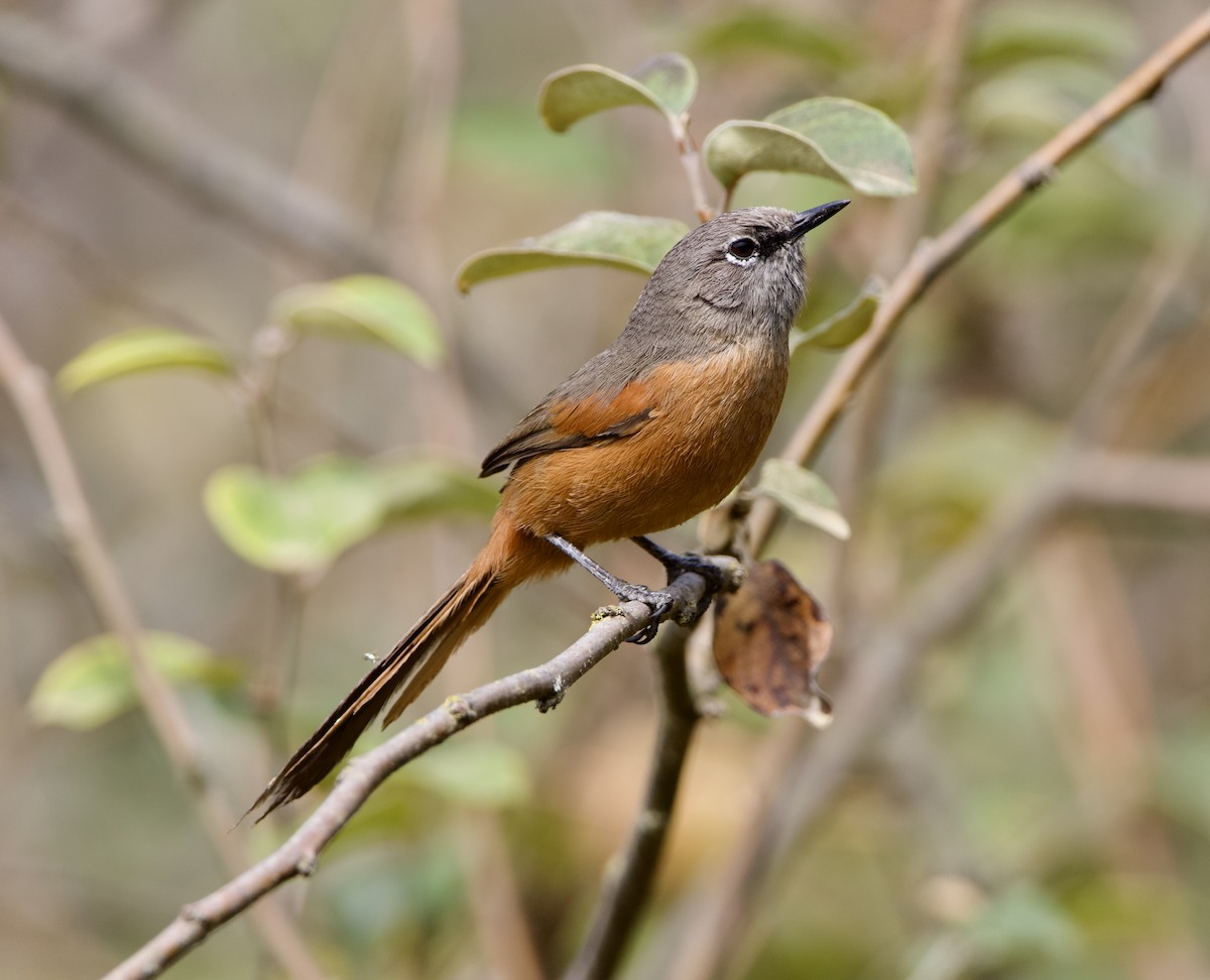 Russet-bellied Spinetail - ML627466006