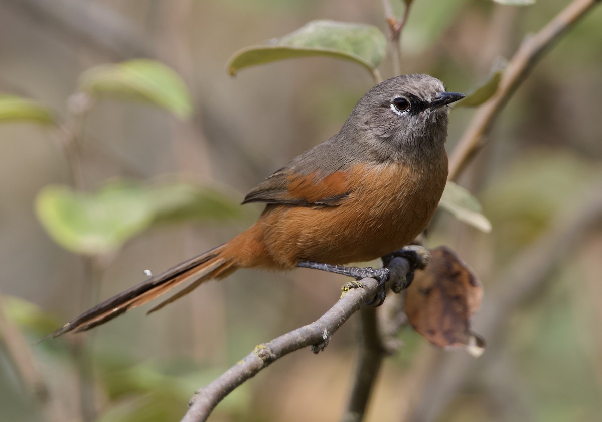 Russet-bellied Spinetail - ML627466007