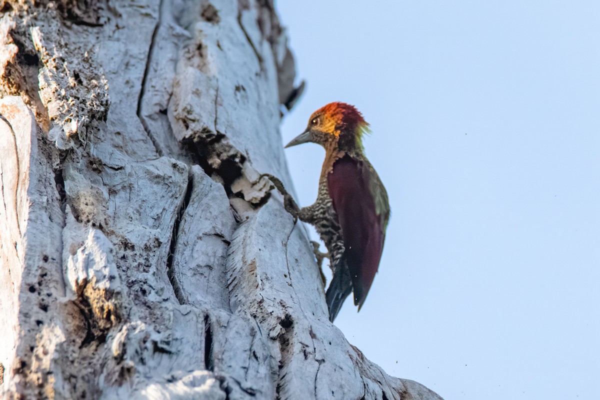 Banded Woodpecker - ML627466101