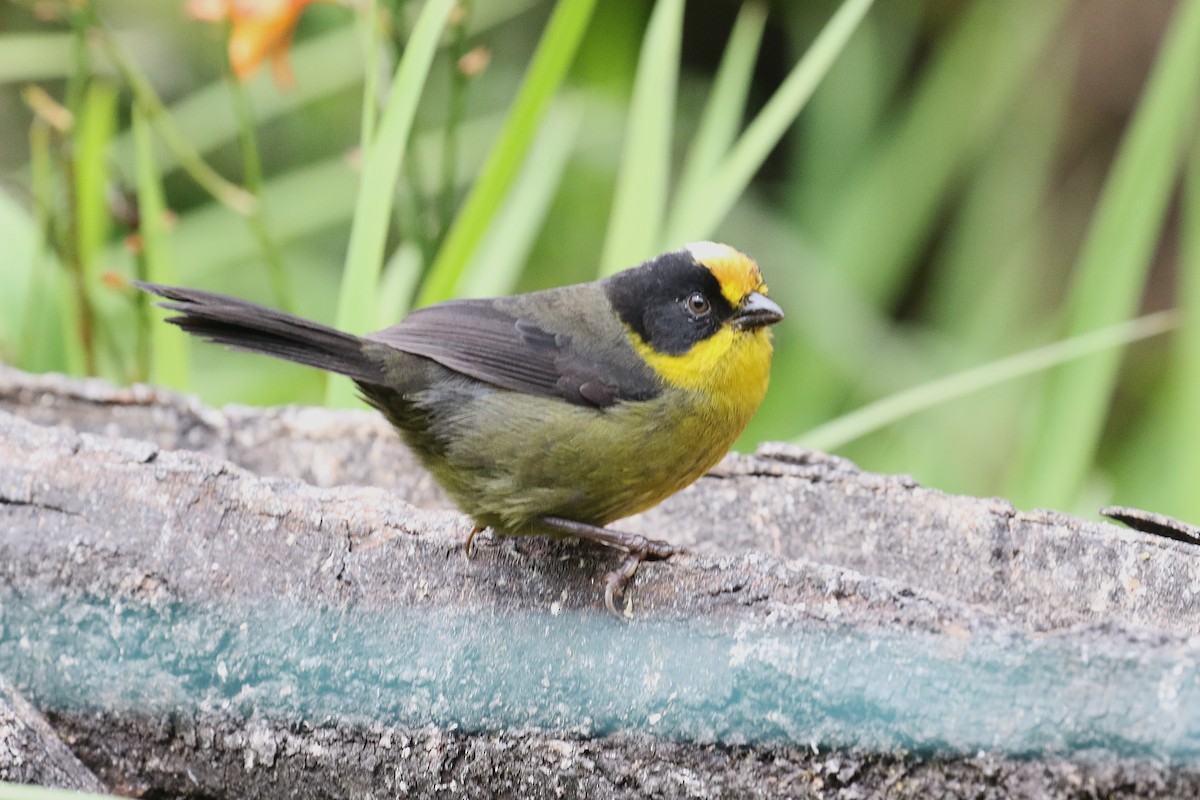 Yellow-breasted Brushfinch - ML627466127