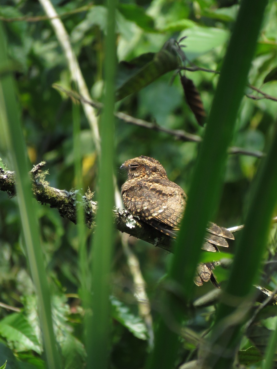Square-tailed Nightjar - ML627466406