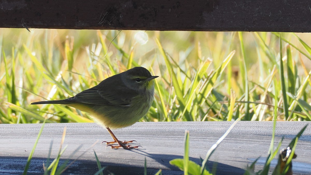 Palm Warbler (Western) - ML627466515