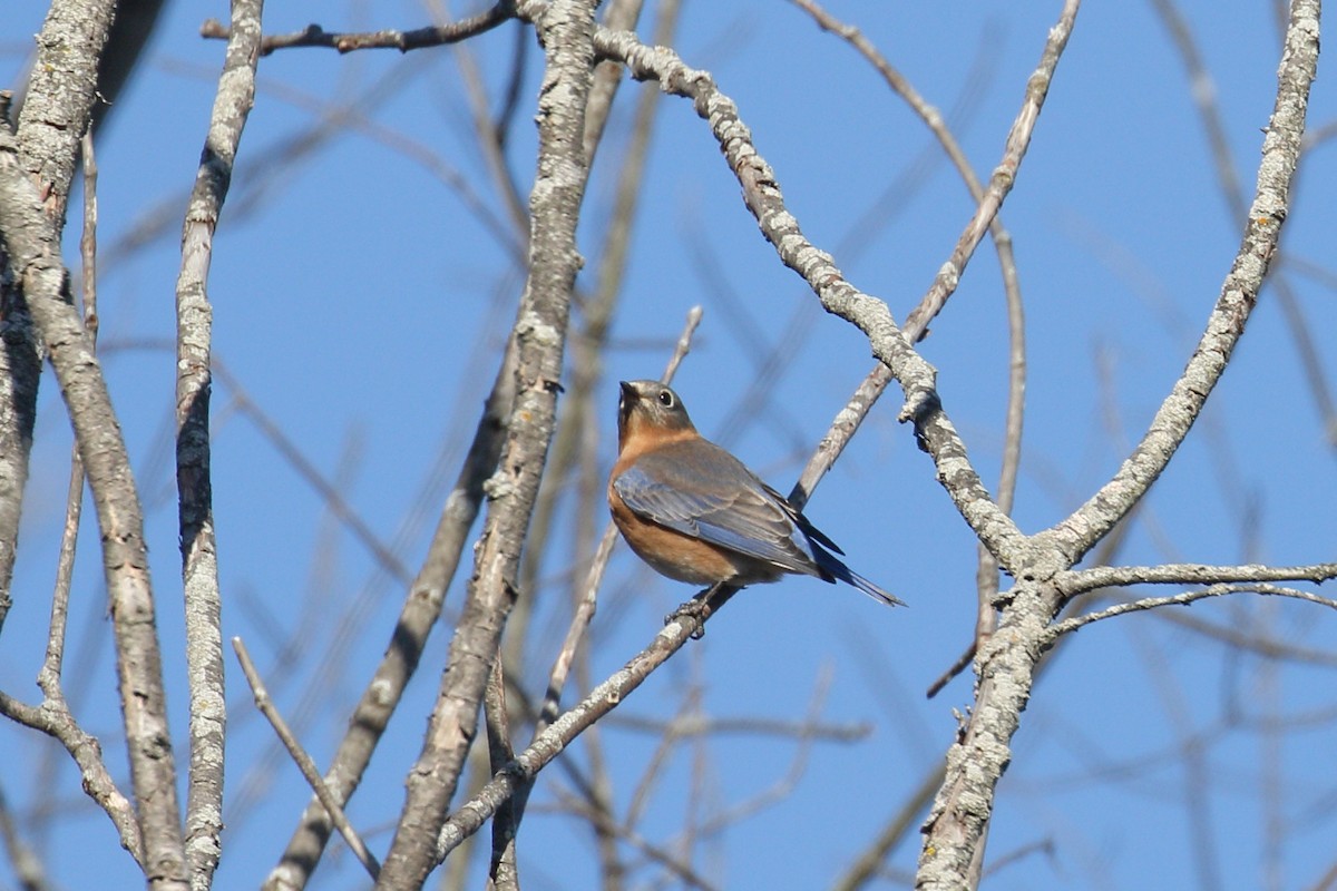 Eastern Bluebird - ML627466600