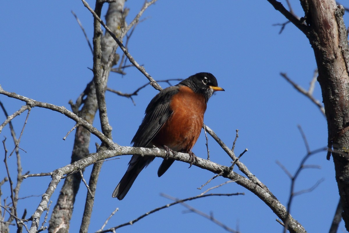 American Robin - ML627466613