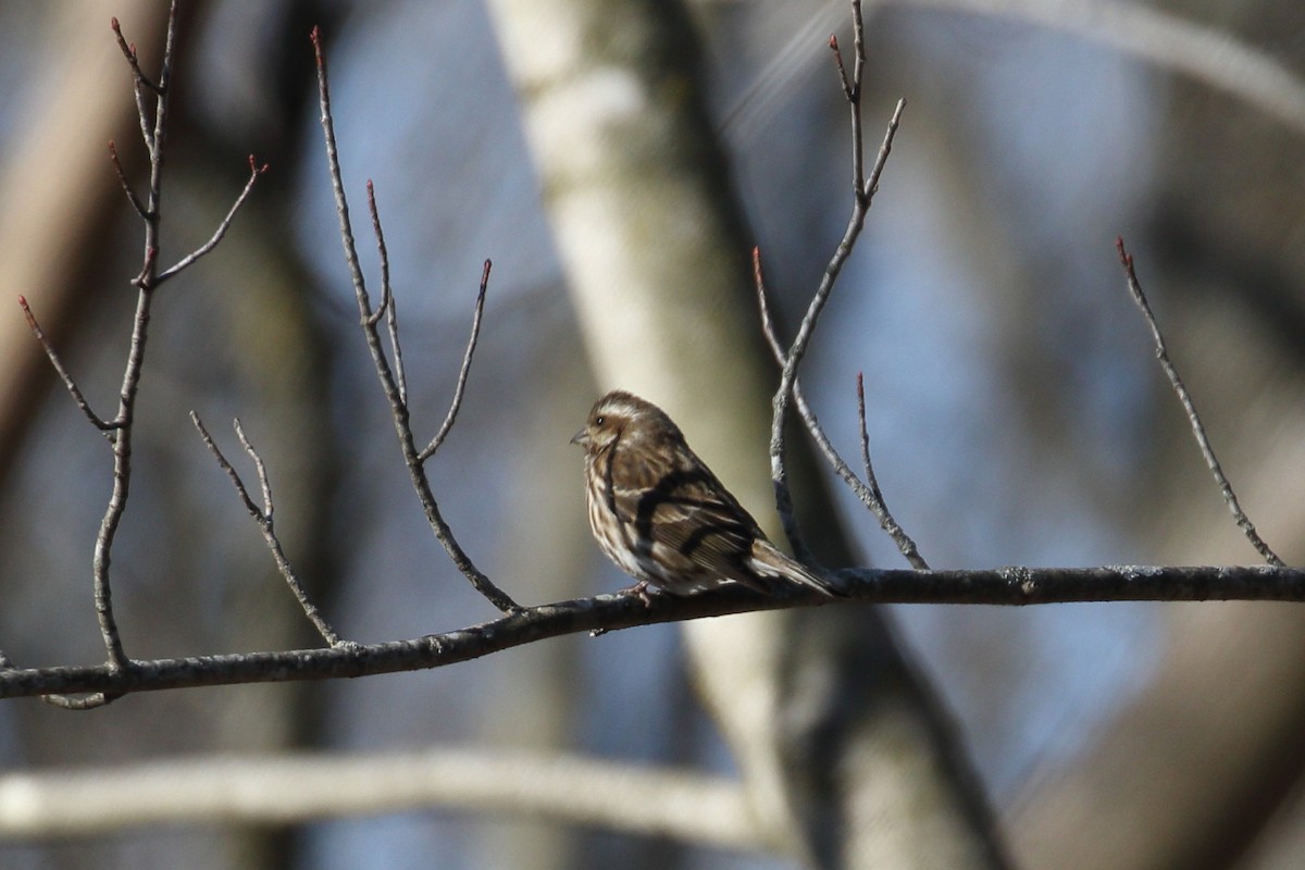 Purple Finch - ML627466628