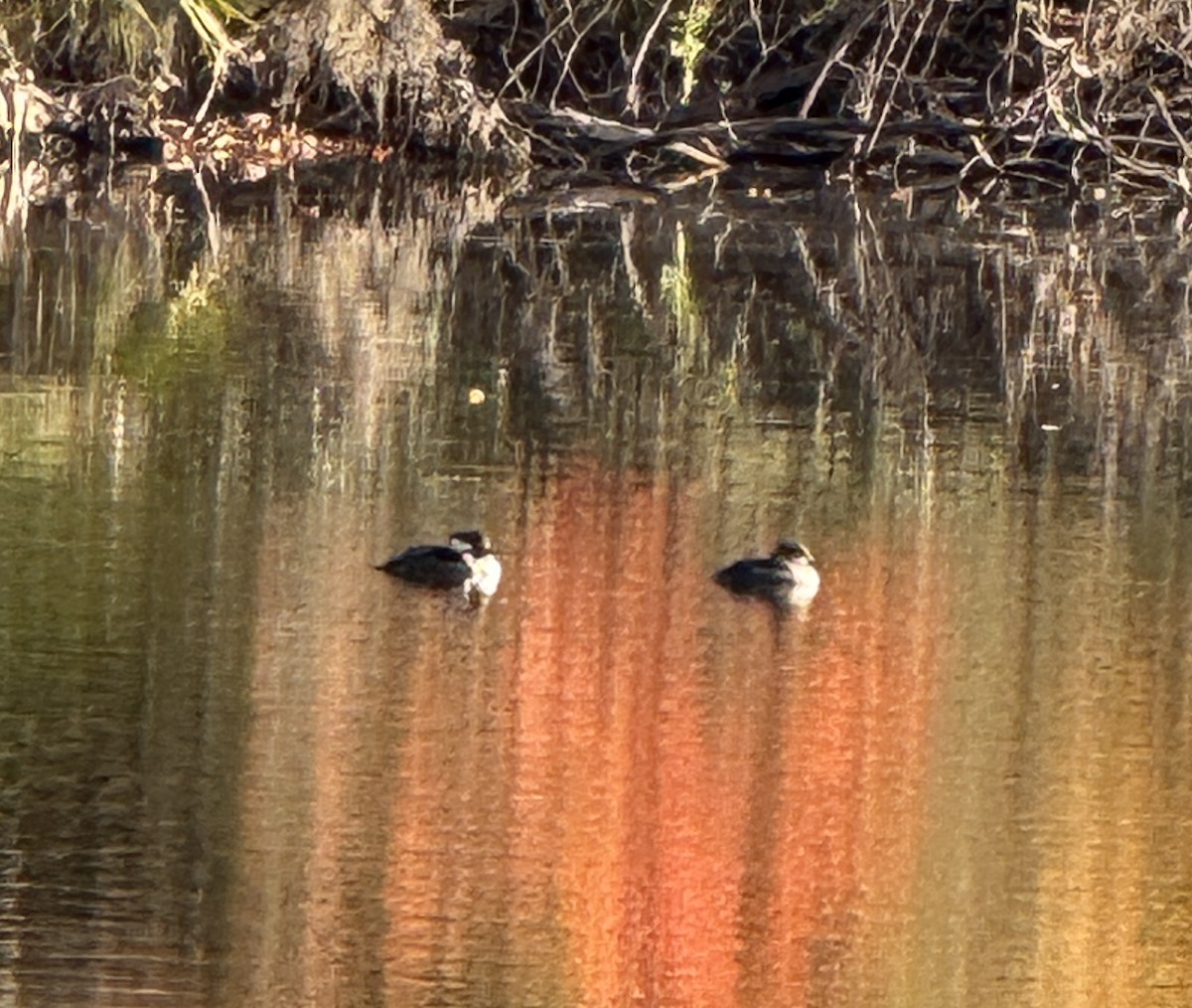 Hooded Merganser - ML627466630