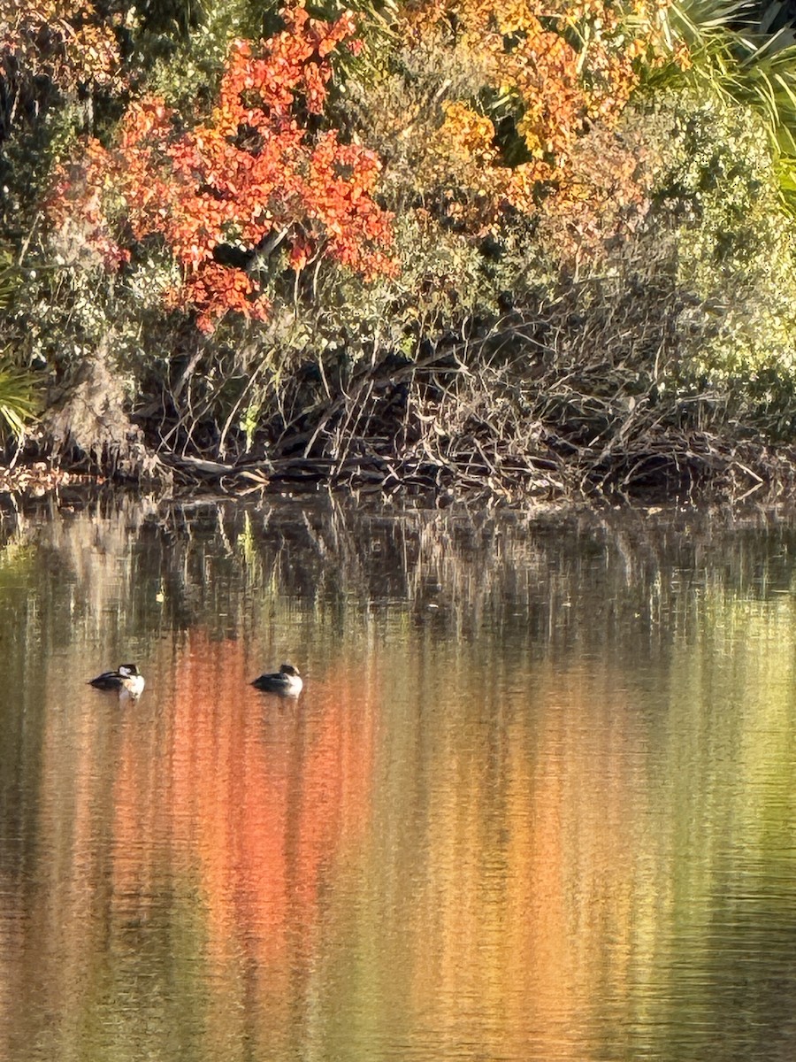 Hooded Merganser - ML627466631