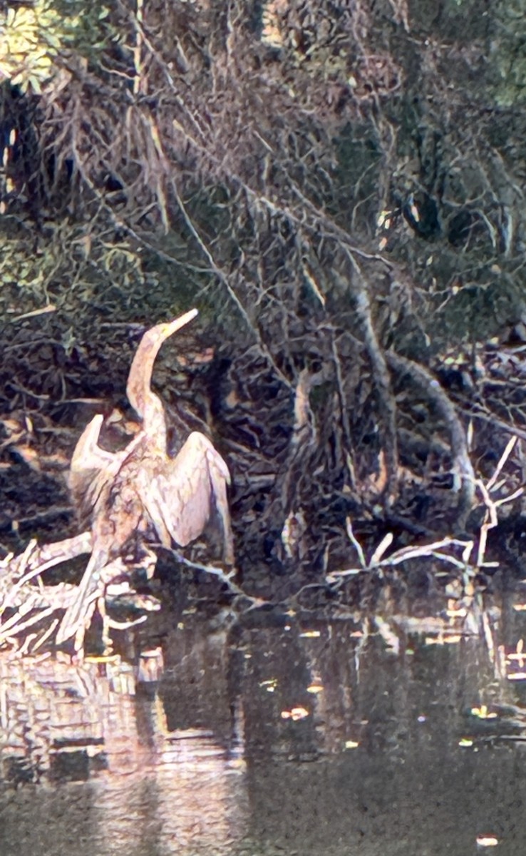 Anhinga - ML627466637