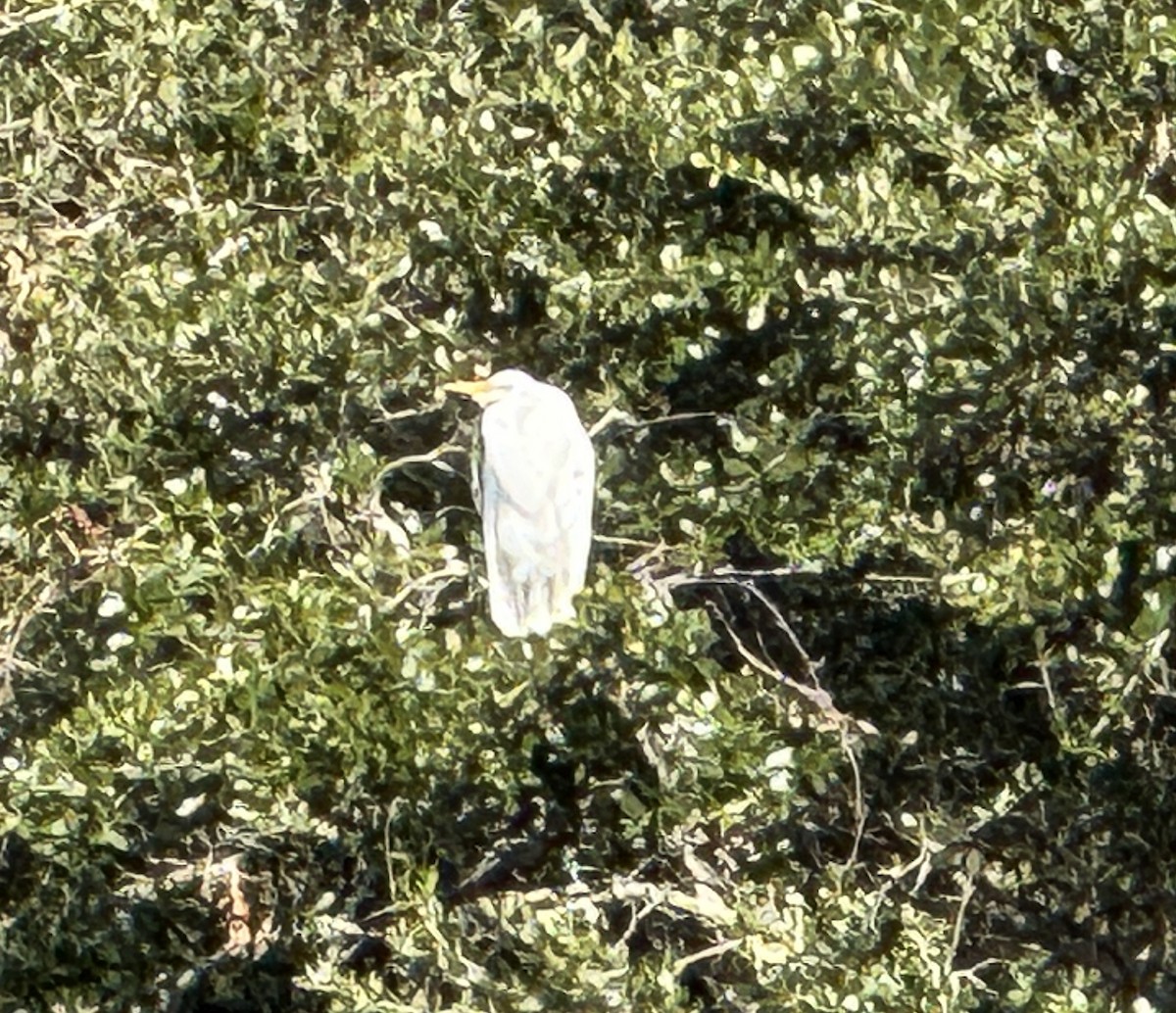 Great Egret - ML627466642