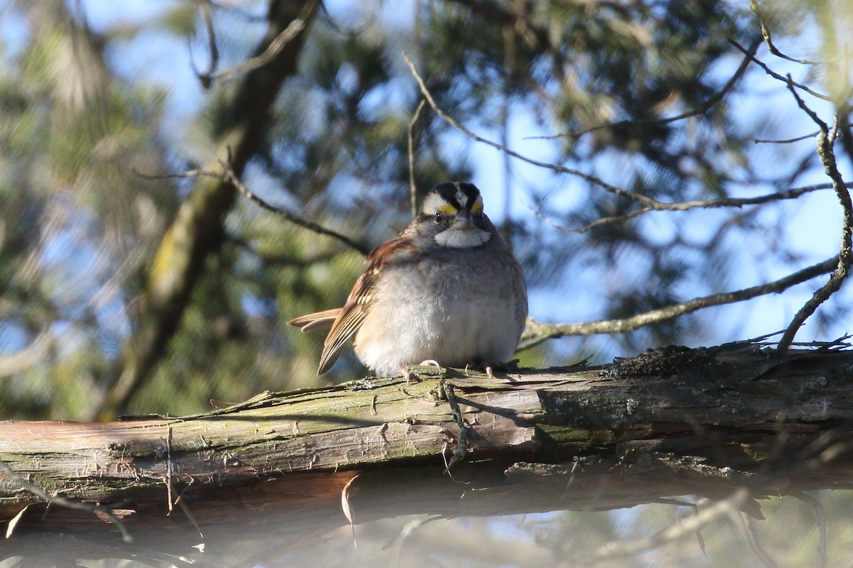 White-throated Sparrow - ML627466651