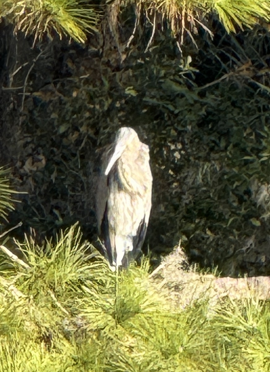 Great Blue Heron - ML627466652